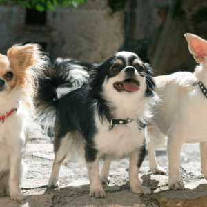 3 chihuahuas sitting on rock street