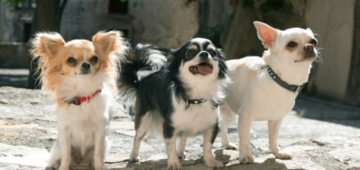 3 chihuahuas sitting on rock street