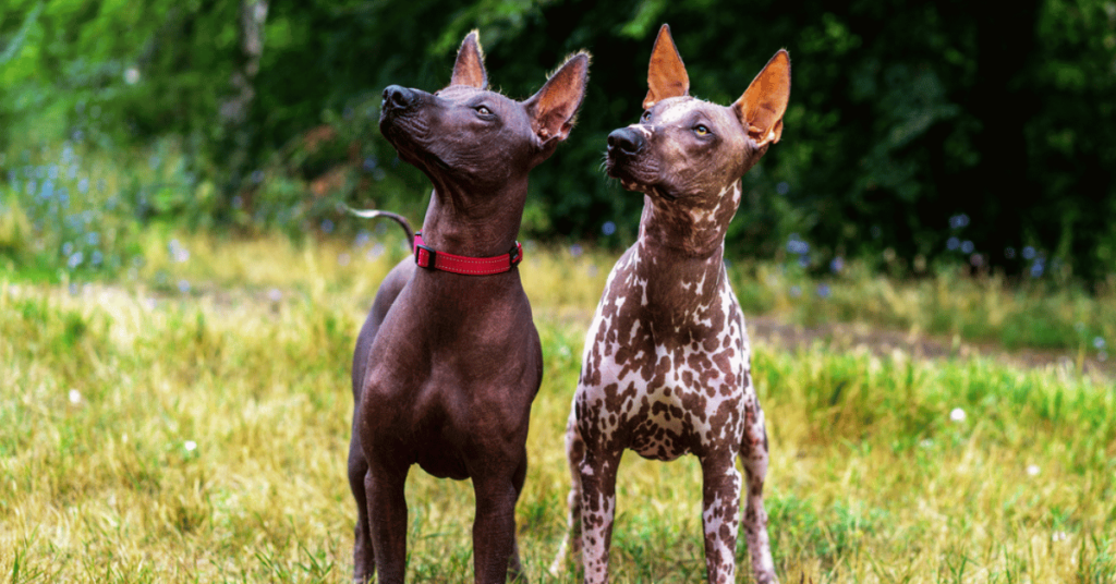 2 Xoloitzcuintli dogs-these were bred with the ancient Techichi dog