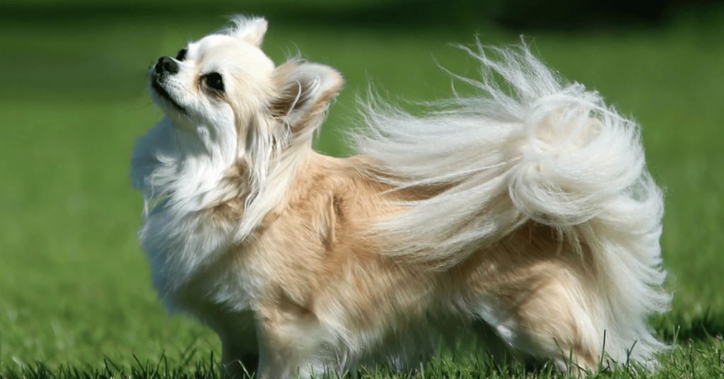 long haired cream chihuahua