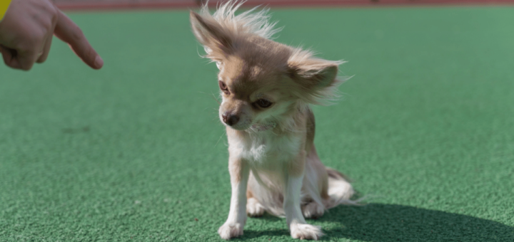 teaching leave it to a chihuahua outdoors in grass